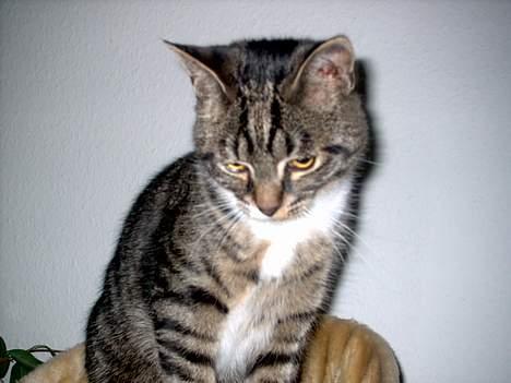 Blanding af racer Hr. Jensen - Wowww... Langt ned !! billede 5