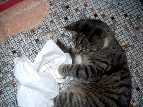 Blanding af racer Hr. Jensen - Jeg vinder!!!! billede 6