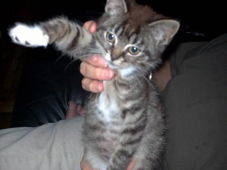 Blanding af racer Hr. Jensen - Hej hej :) billede 8