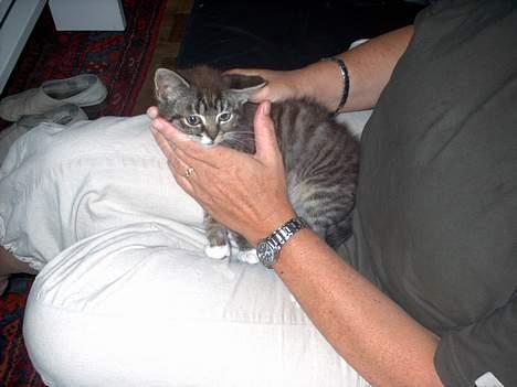 Blanding af racer Hr. Jensen - Jahh. der klør det <33 billede 9