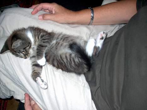 Blanding af racer Hr. Jensen - Noget at lege med billede 10