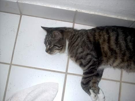 Blanding af racer Hr. Jensen - Jeg SOVER !!! Hehehehehehe billede 11