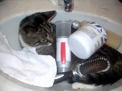 Blanding af racer Hr. Jensen - Hov, den har væltet alt det der.. Skøre kat!!! <3 billede 12