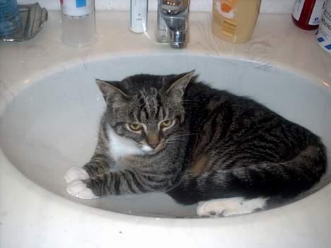 Blanding af racer Hr. Jensen - Her ligger den og sover :) billede 13