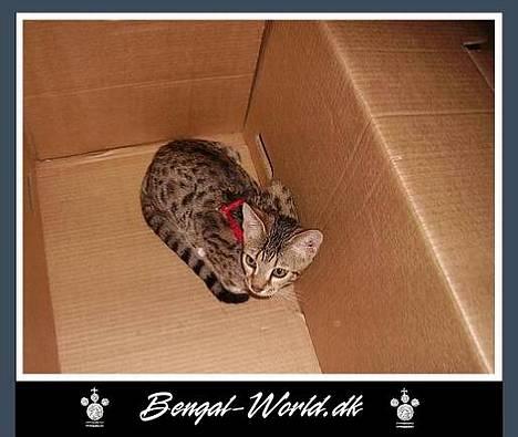 Bengal : Ricco  - 28.12.2005 ja her ligger man så i en flyttekasse... billede 11