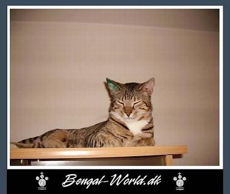 Bengal : Ricco  - Er lige kommet hjem fra dyrlægen og stadig omtåget efter narkosen + øre mærkningen billede 12