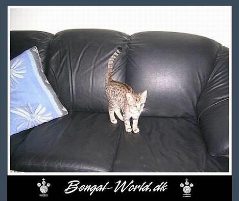 Bengal : Ricco  - Dejlig når de ik er størrere *GG* billede 13