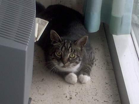 Blanding af racer Hr. Jensen - Ligger og kigger ud.. hehe billede 14