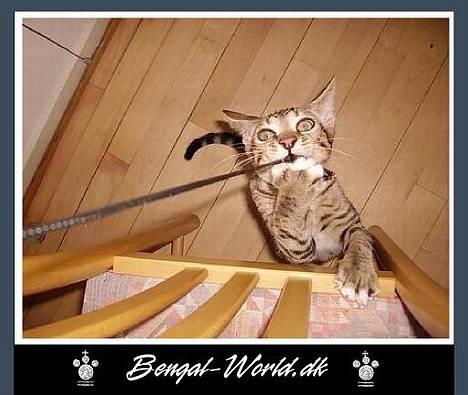 Bengal : Ricco  - 29.12.2005 Slip kameraet. Slip kameraet!!  billede 14