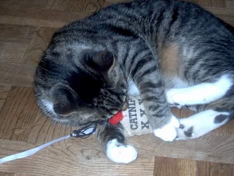 Blanding af racer Hr. Jensen billede 15