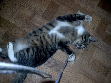 Blanding af racer Hr. Jensen - Den leger billede 16