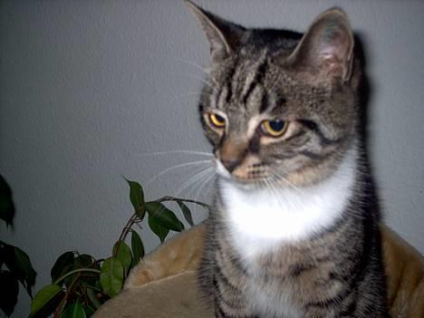 Blanding af racer Hr. Jensen - Jensen elsker ham.. billede 17