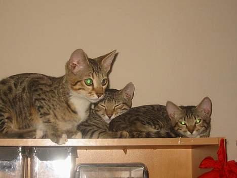 Bengal Lille Mis  - Bengaler Ricco, Bengaler Bjarkke og Bengaler Lille Mis billede 9