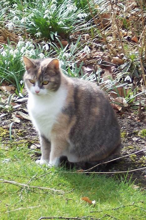 Huskat Frida billede 1