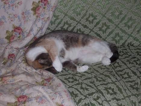 Huskat Frida billede 2