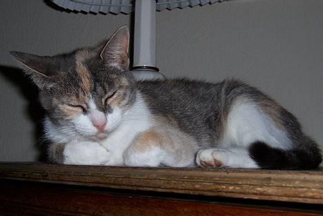 Huskat Frida billede 3