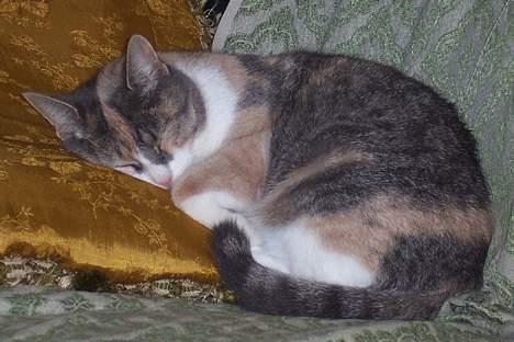 Huskat Frida billede 4