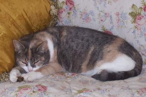 Huskat Frida billede 5