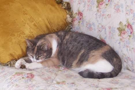 Huskat Frida billede 6