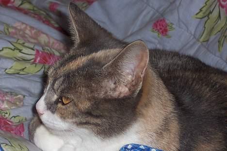 Huskat Frida billede 7