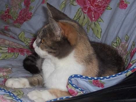 Huskat Frida billede 8