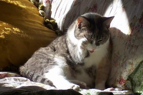 Huskat Frida billede 9