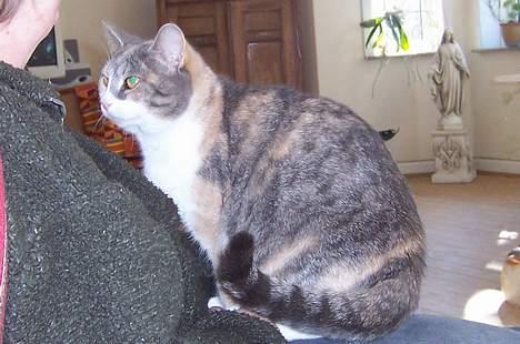 Huskat Frida billede 10