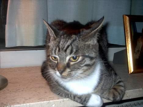 Blanding af racer Hr. Jensen - jensen billede 18