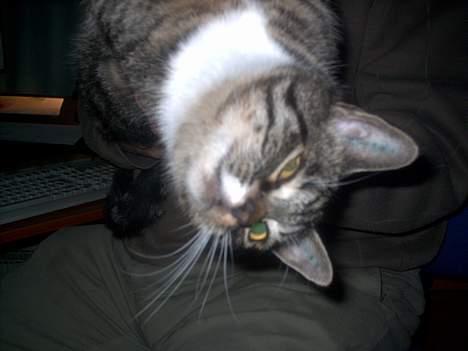 Blanding af racer Hr. Jensen - På hoved billede 19