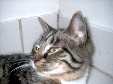 Blanding af racer Hr. Jensen - Der kigger han <3333333333 billede 20