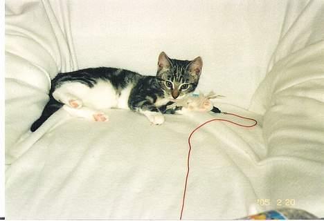 Blanding af racer Freja billede 6