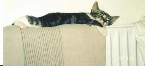 Blanding af racer Freja billede 7