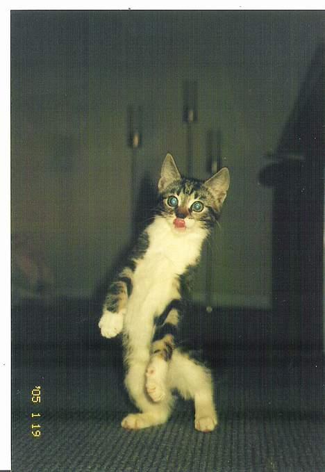 Blanding af racer Freja billede 8