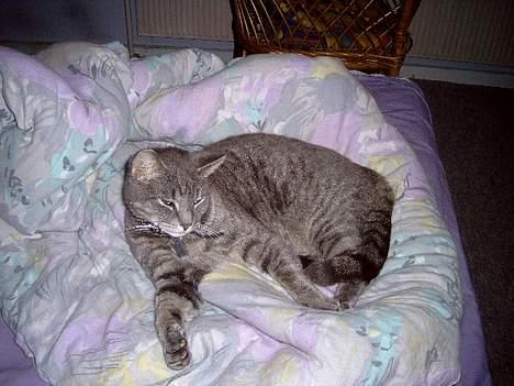 Blanding af racer Sebastian *Flyttet* - Kom så i seng! billede 15