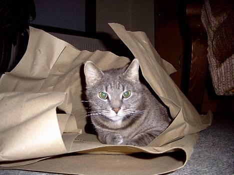 Blanding af racer Sebastian *Flyttet* - Her kanjeg godt lige gemme mig... billede 16