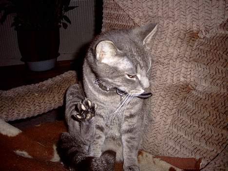 Blanding af racer Sebastian *Flyttet* - Give me high pote.. billede 17