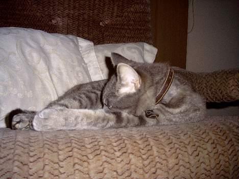 Blanding af racer Sebastian *Flyttet* - Forstyr mig ikke jeg sover! billede 18