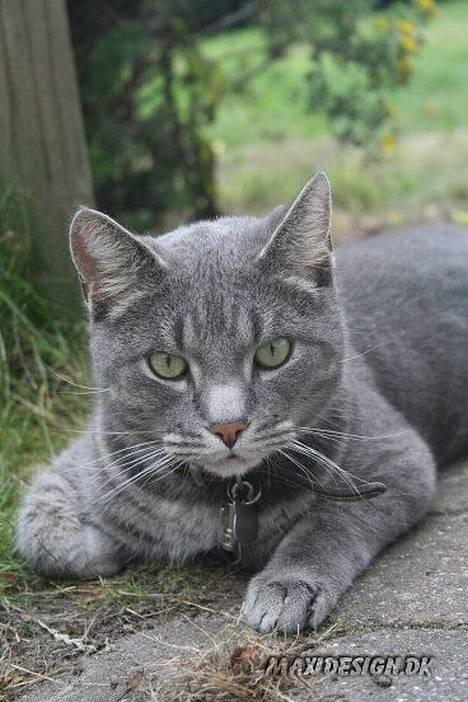 Blanding af racer Sebastian *Flyttet* billede 19