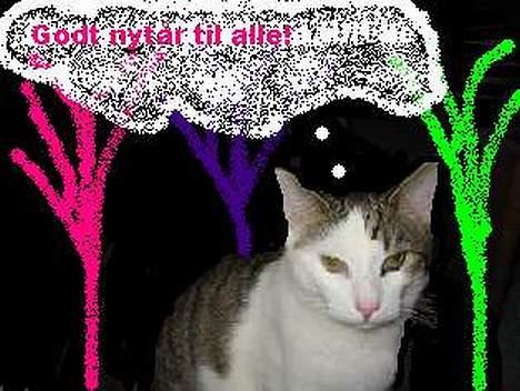 Blanding af racer Coupe****DØD **** - godt nytår 2005-2006 billede 13