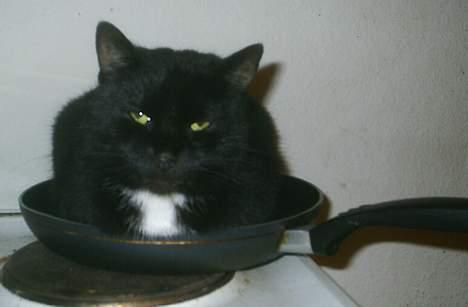 Huskat Misling  - Katte steg :-) billede 16