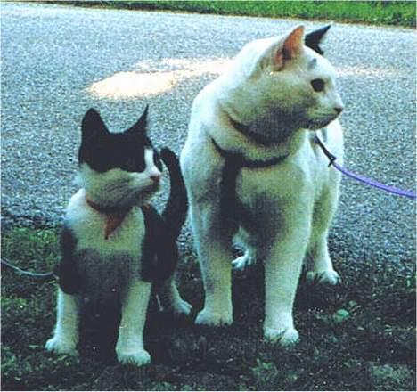 Blanding af racer Zip - En ung Zip og Leia ude at gå tur i snor billede 10