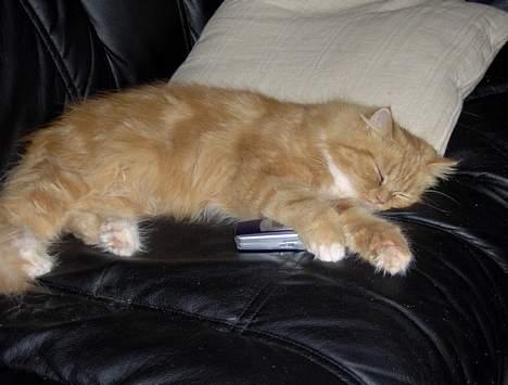 Blanding af racer Perle - hihi, nu kan mor ikke finde sin mobil billede 11