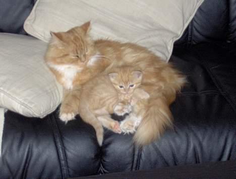 Blanding af racer Perle - Min datter og jeg billede 12