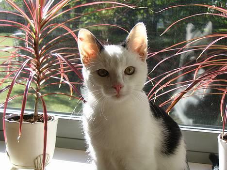 Blanding af racer dolf / lillemis - her ser i mig så sidder helt stille imens min ejer tager et foto billede 1