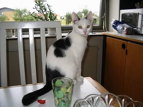 Blanding af racer dolf / lillemis - sidder lige på spisebordet, hvor jeg ikke må og kigger på min ejer billede 2