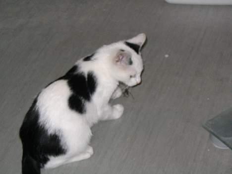 Blanding af racer dolf / lillemis - se den kæmpe edderkop jeg har i munden, den smager godt billede 3