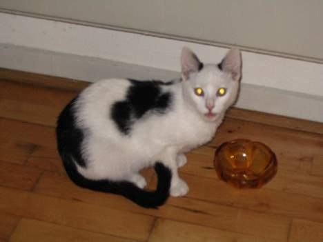 Blanding af racer dolf / lillemis - sidder lige og spiser mad billede 4