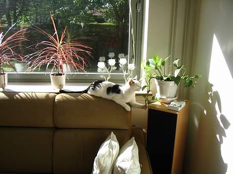 Blanding af racer dolf / lillemis - leger med min ejers blomster billede 5