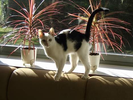 Blanding af racer dolf / lillemis - et fint profil billede af mig selv billede 6