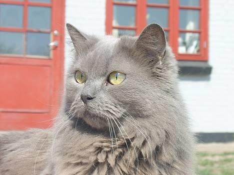 Blanding af racer Pjevs - Lækkert hovede :-D billede 1